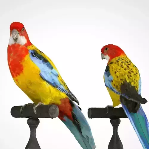 Eastern Rosella Low-poly 3D model