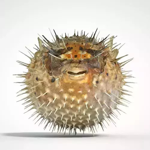 Porcupine Fish 3D model