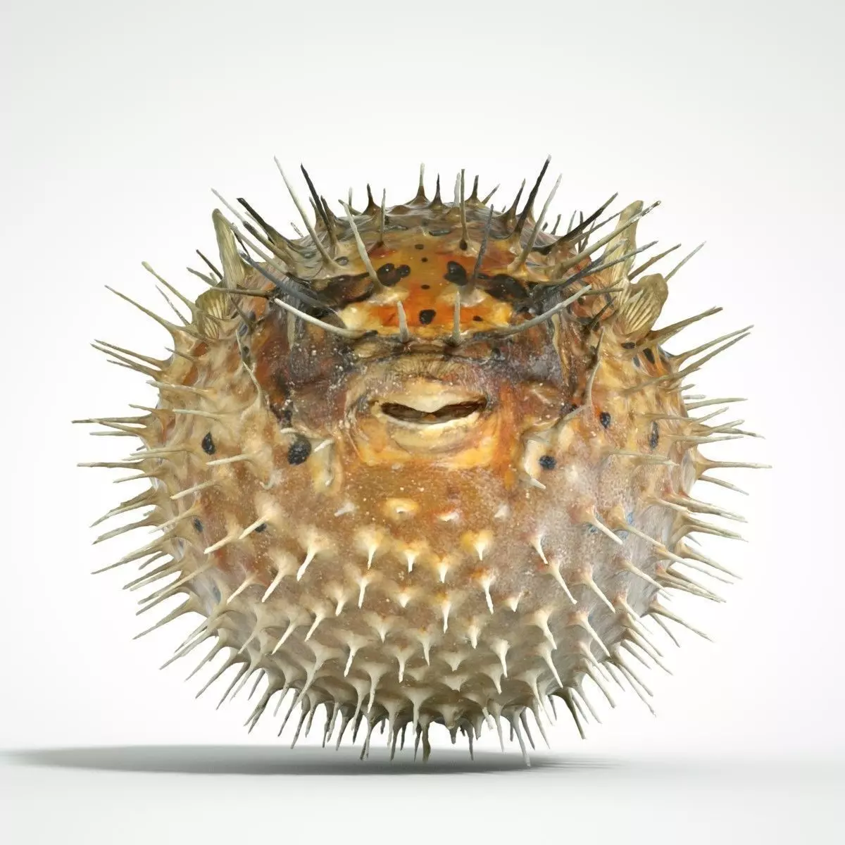 Porcupine Fish 3D model