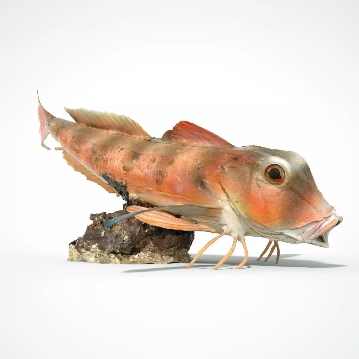 Fish 3D scanned Low-poly 3D model