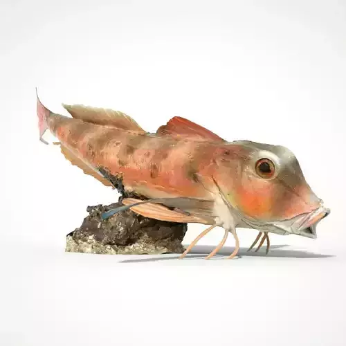 Fish 3D scanned Low-poly 3D model