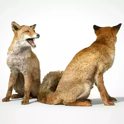 Fox 3D scanned Low-poly 3D model