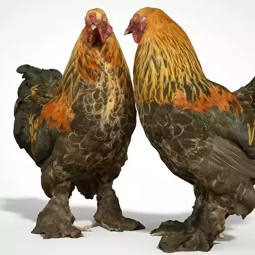 Rooster 3d scanned Low-poly 3D model