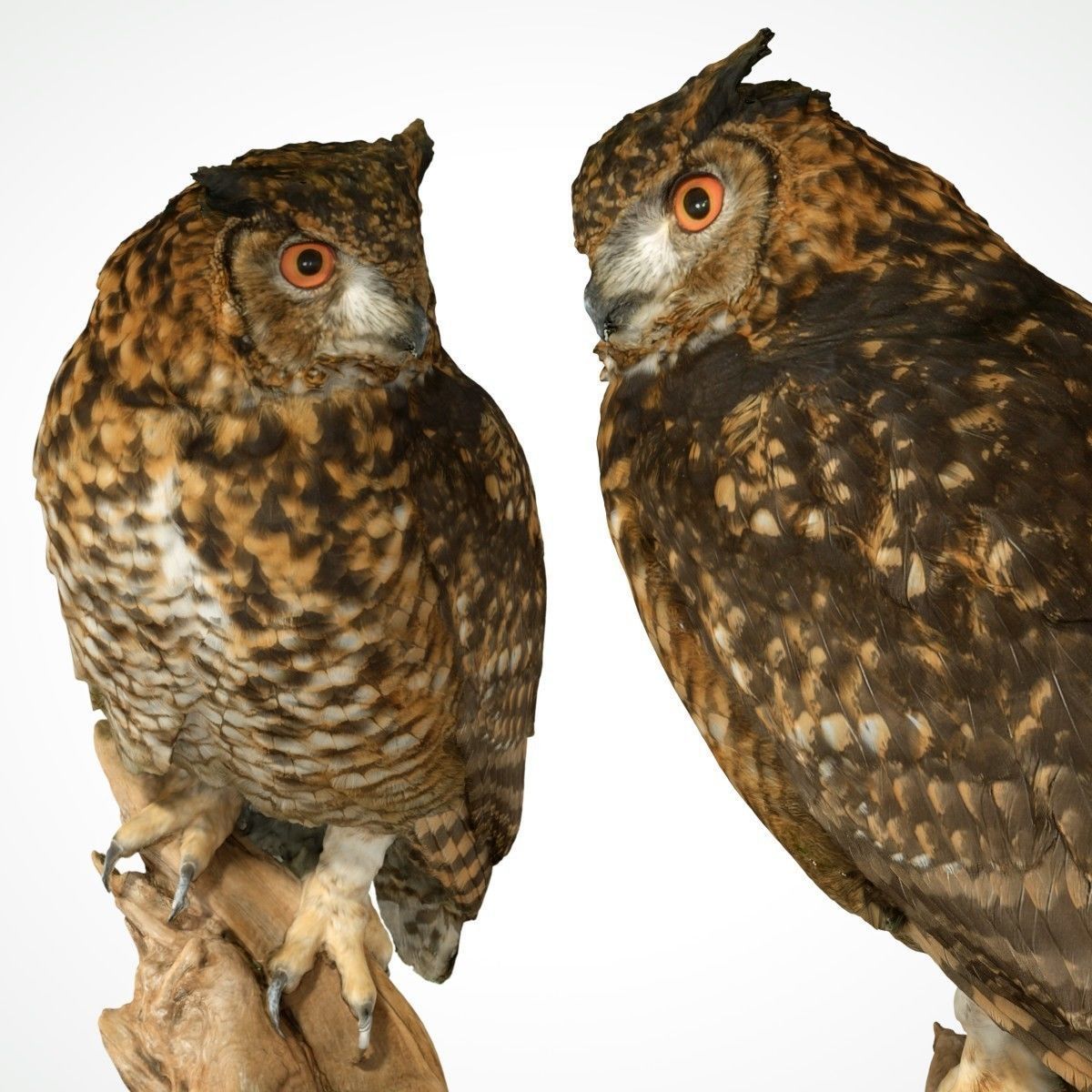 Bubo Capensis Owl Low-poly 3D model_4