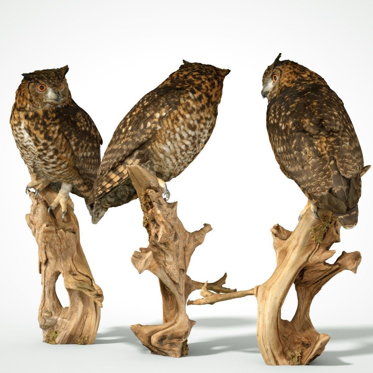 Bubo Capensis Owl Low-poly 3D model_5