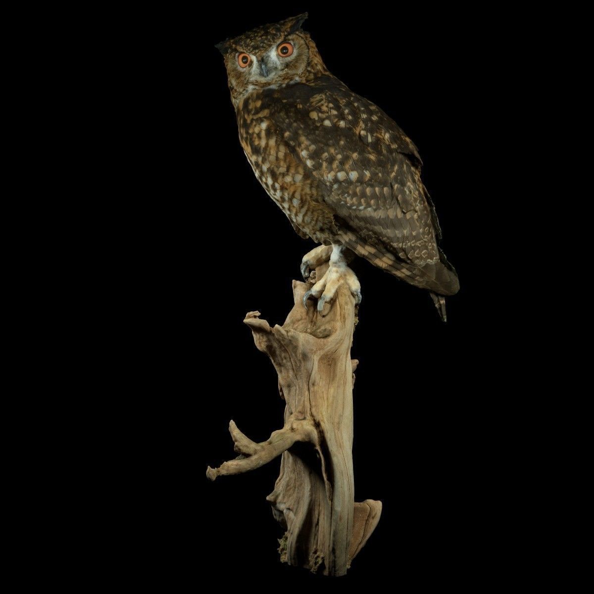 Bubo Capensis Owl Low-poly 3D model_8