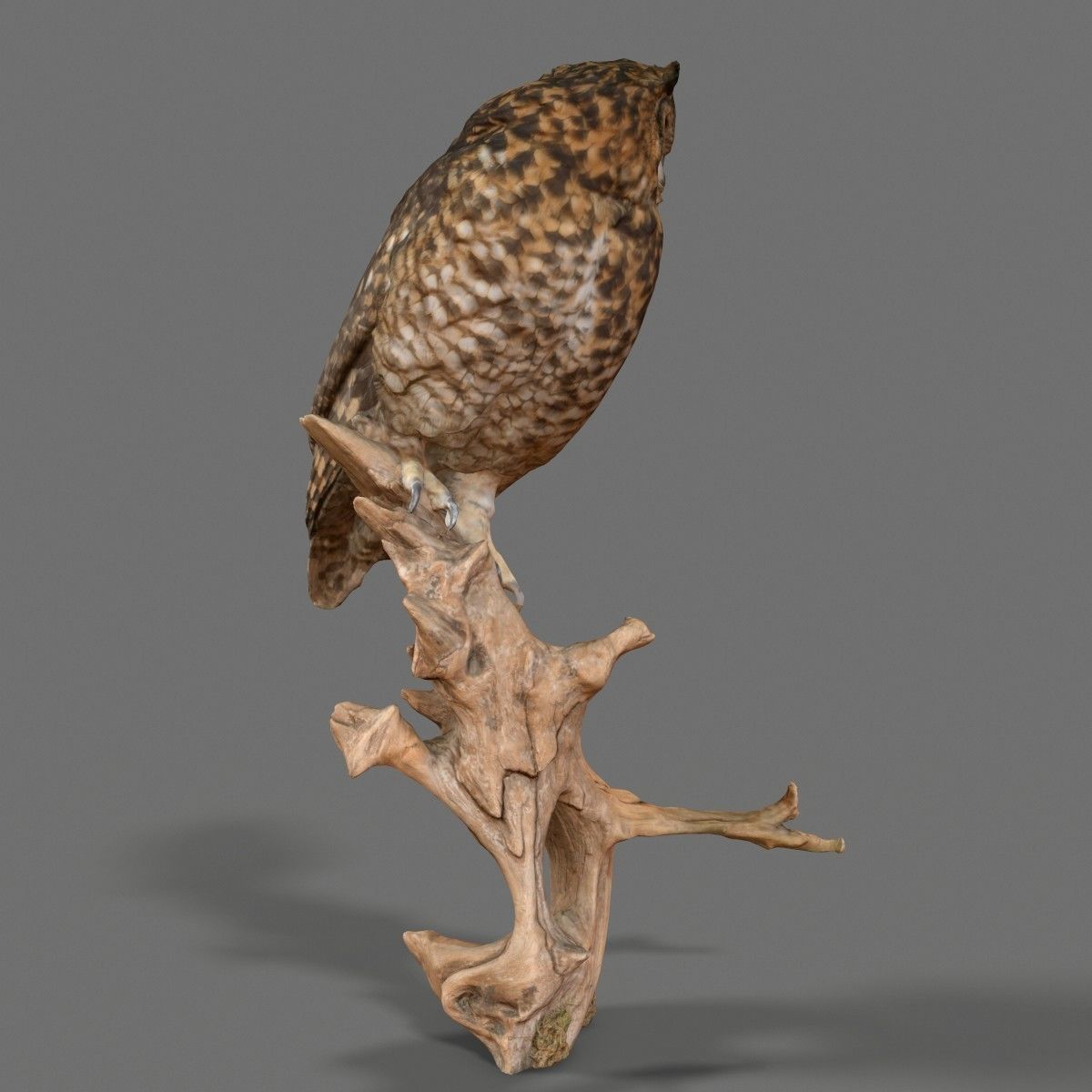 Bubo Capensis Owl Low-poly 3D model_11