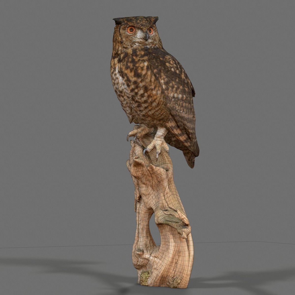 Bubo Capensis Owl Low-poly 3D model_9
