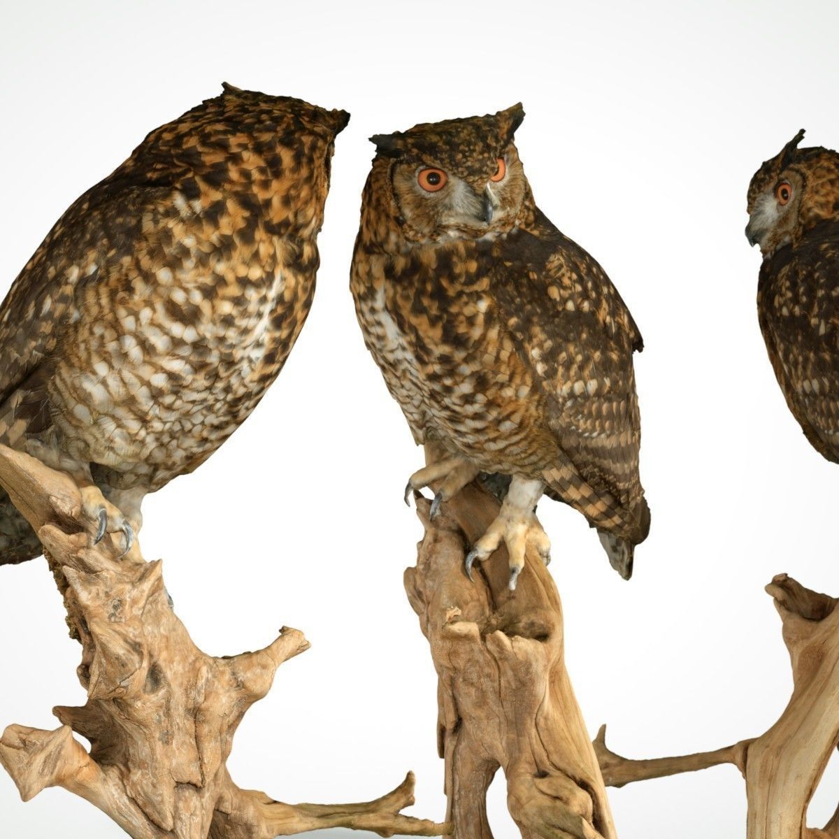 Bubo Capensis Owl Low-poly 3D model_2