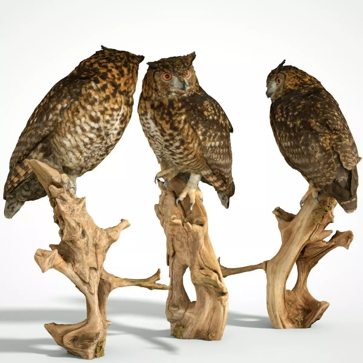 Bubo Capensis Owl Low-poly 3D model_0