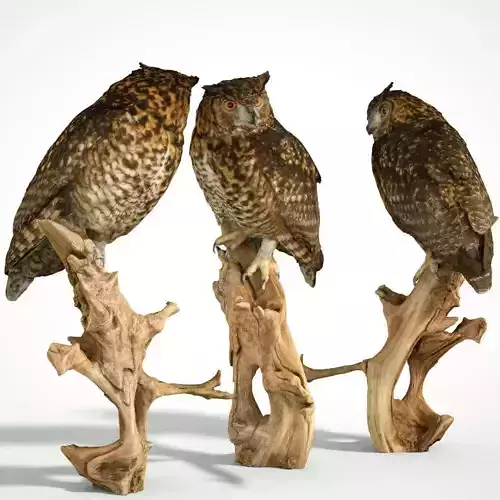Bubo Capensis Owl Low-poly 3D model