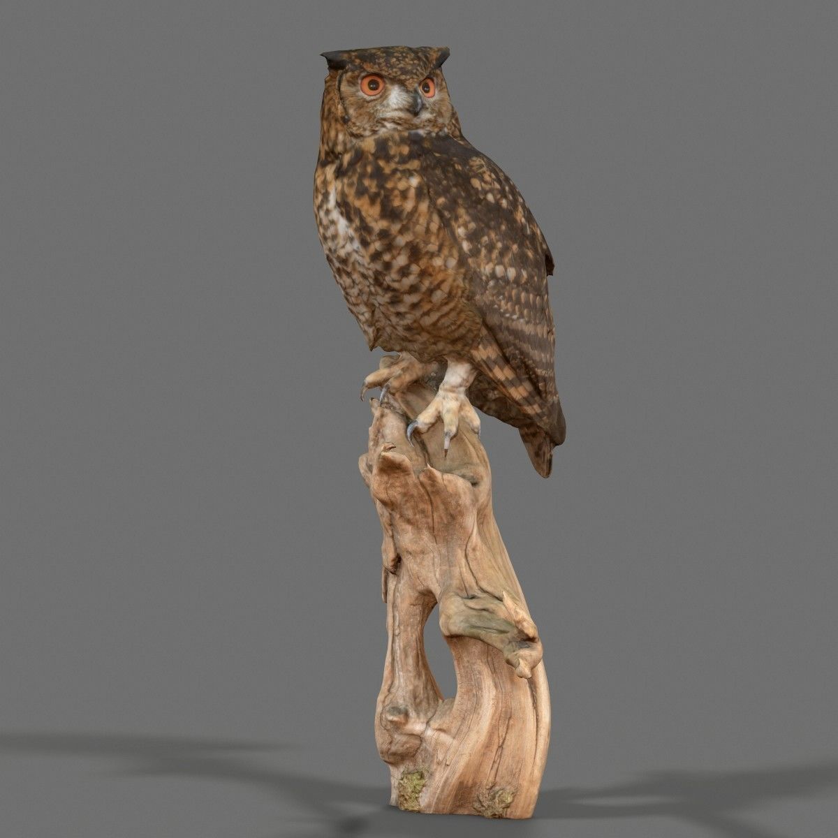 Bubo Capensis Owl Low-poly 3D model_1