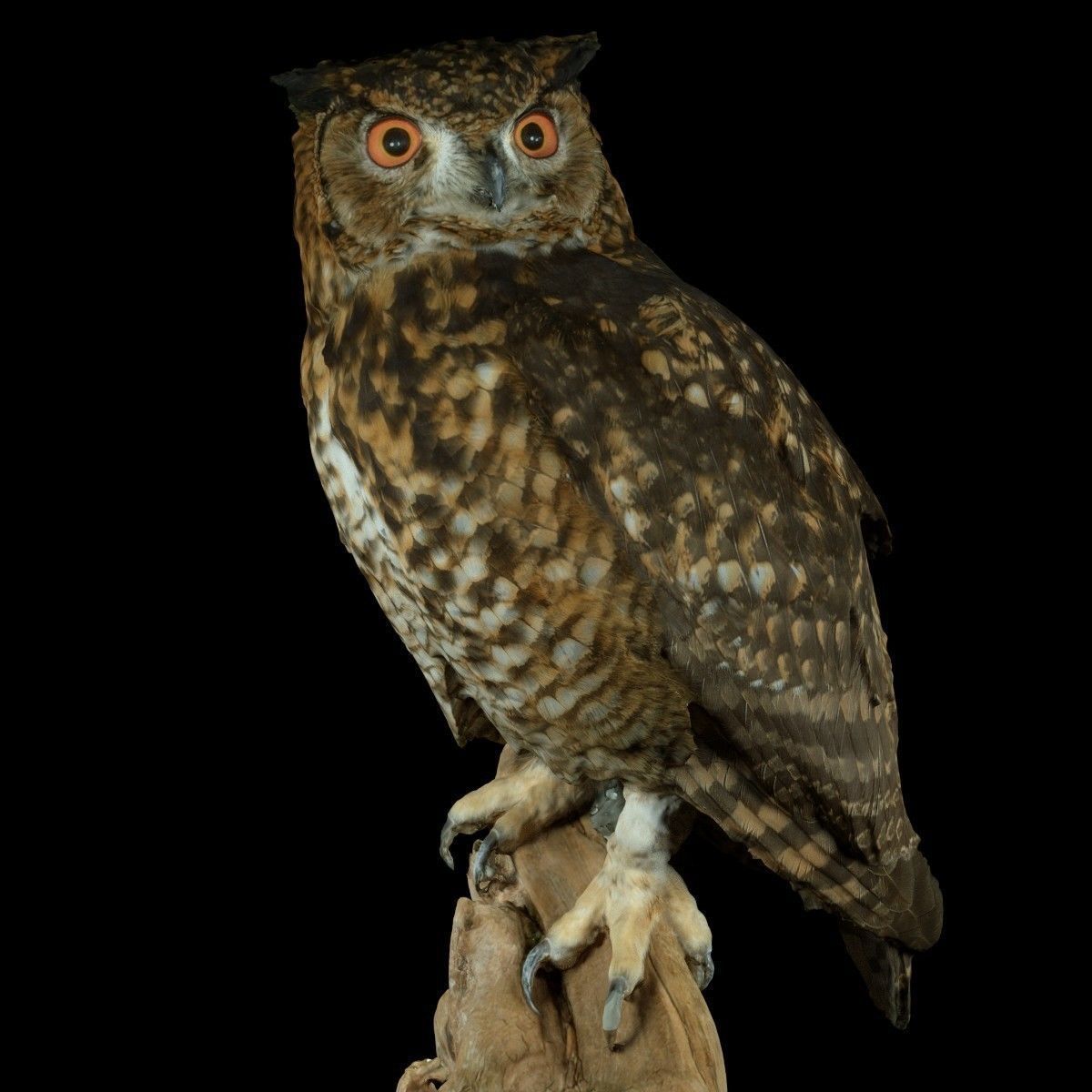 Bubo Capensis Owl Low-poly 3D model_6