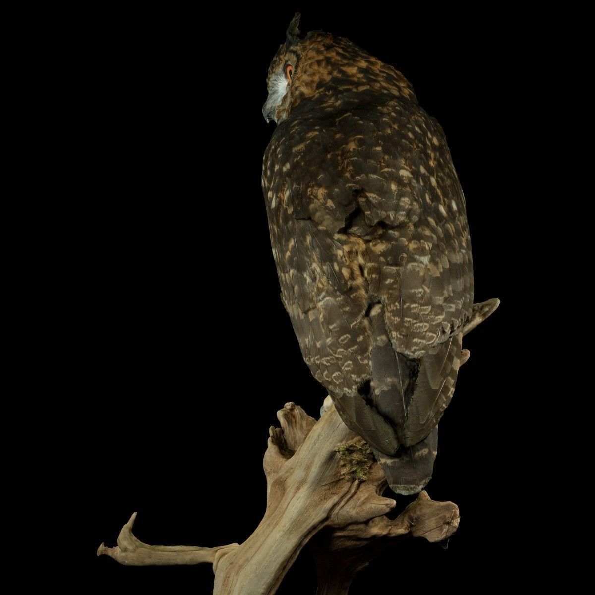 Bubo Capensis Owl Low-poly 3D model_7