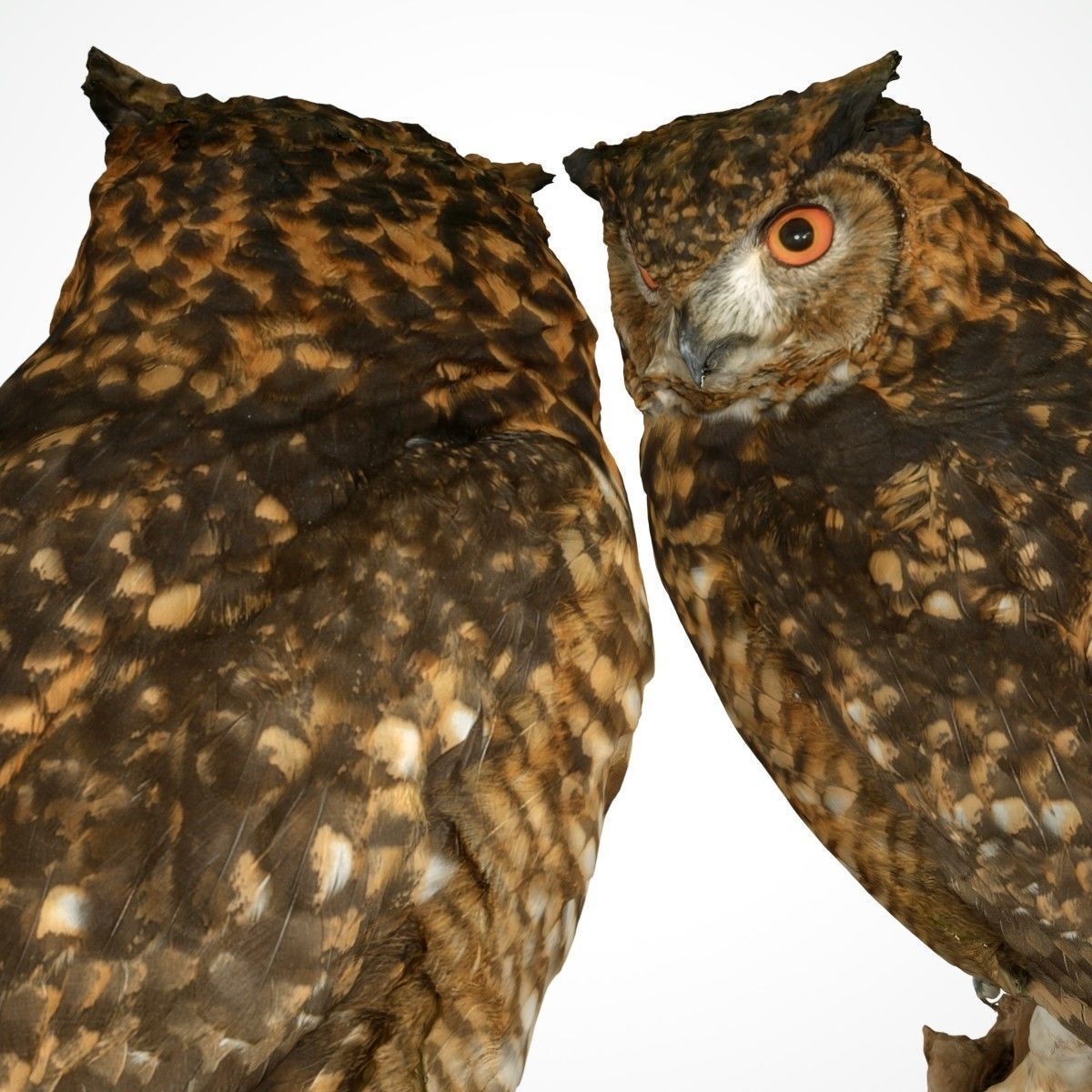 Bubo Capensis Owl Low-poly 3D model_3