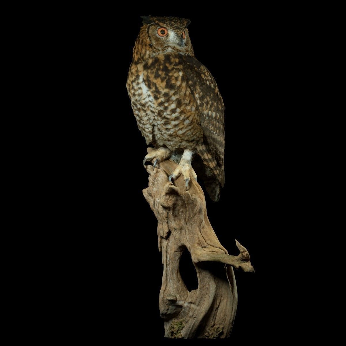 Bubo Capensis Owl Low-poly 3D model_10