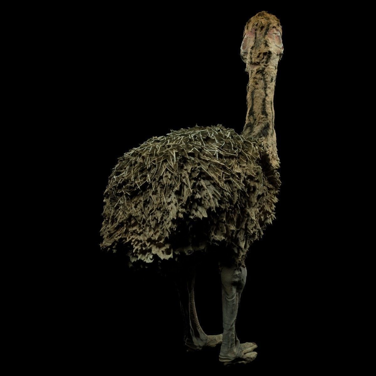 Tiny Ostrich 3D scanned Low-poly 3D model_1