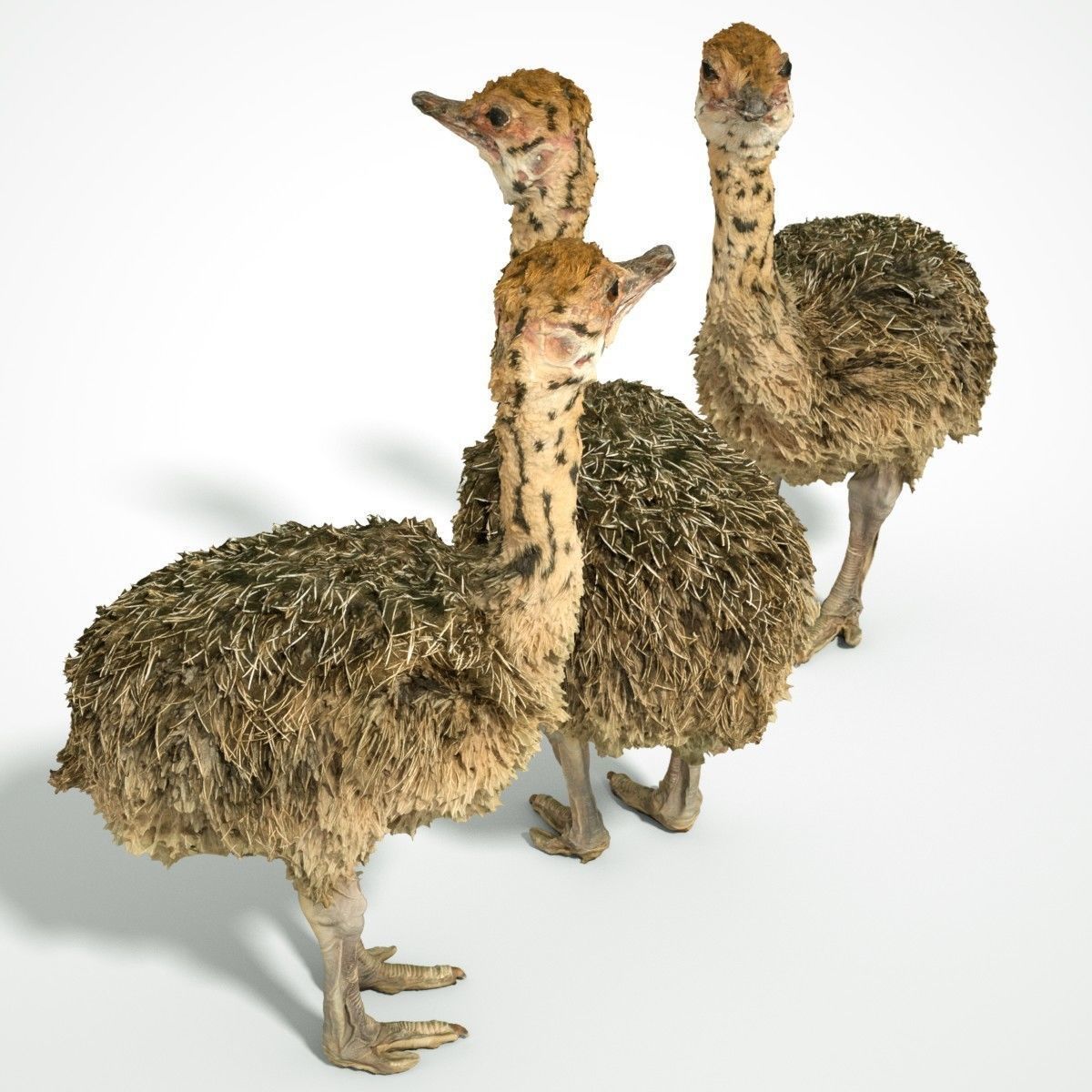 Tiny Ostrich 3D scanned Low-poly 3D model_10