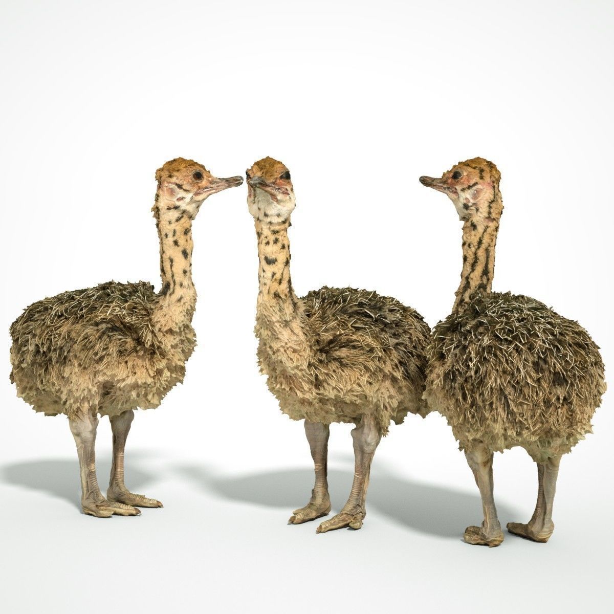Tiny Ostrich 3D scanned Low-poly 3D model_9