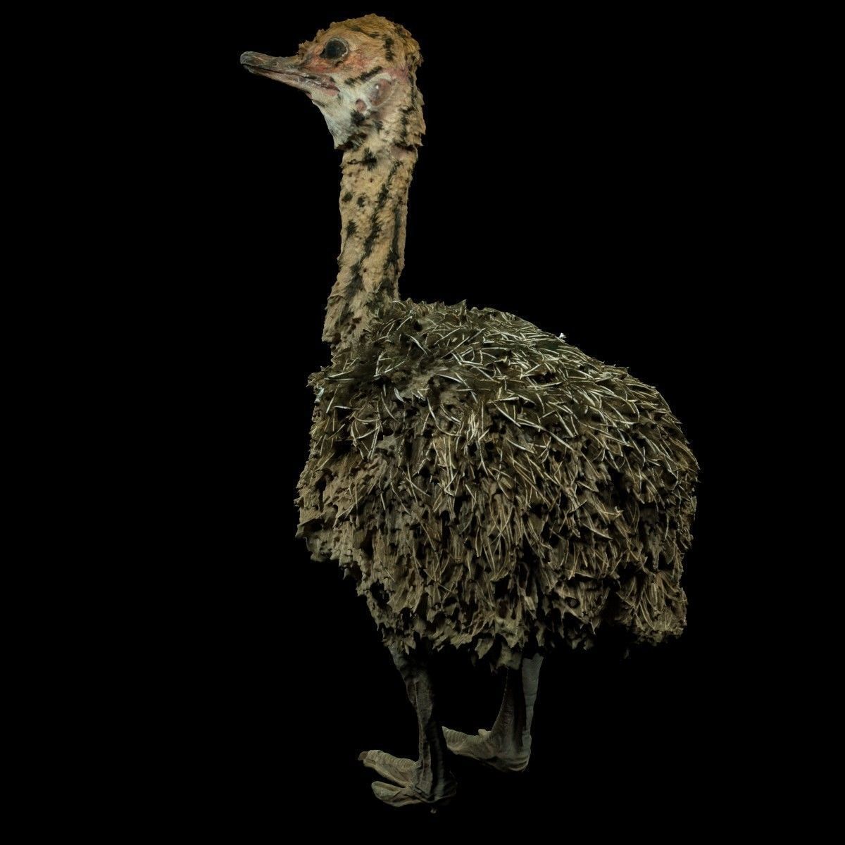 Tiny Ostrich 3D scanned Low-poly 3D model_5
