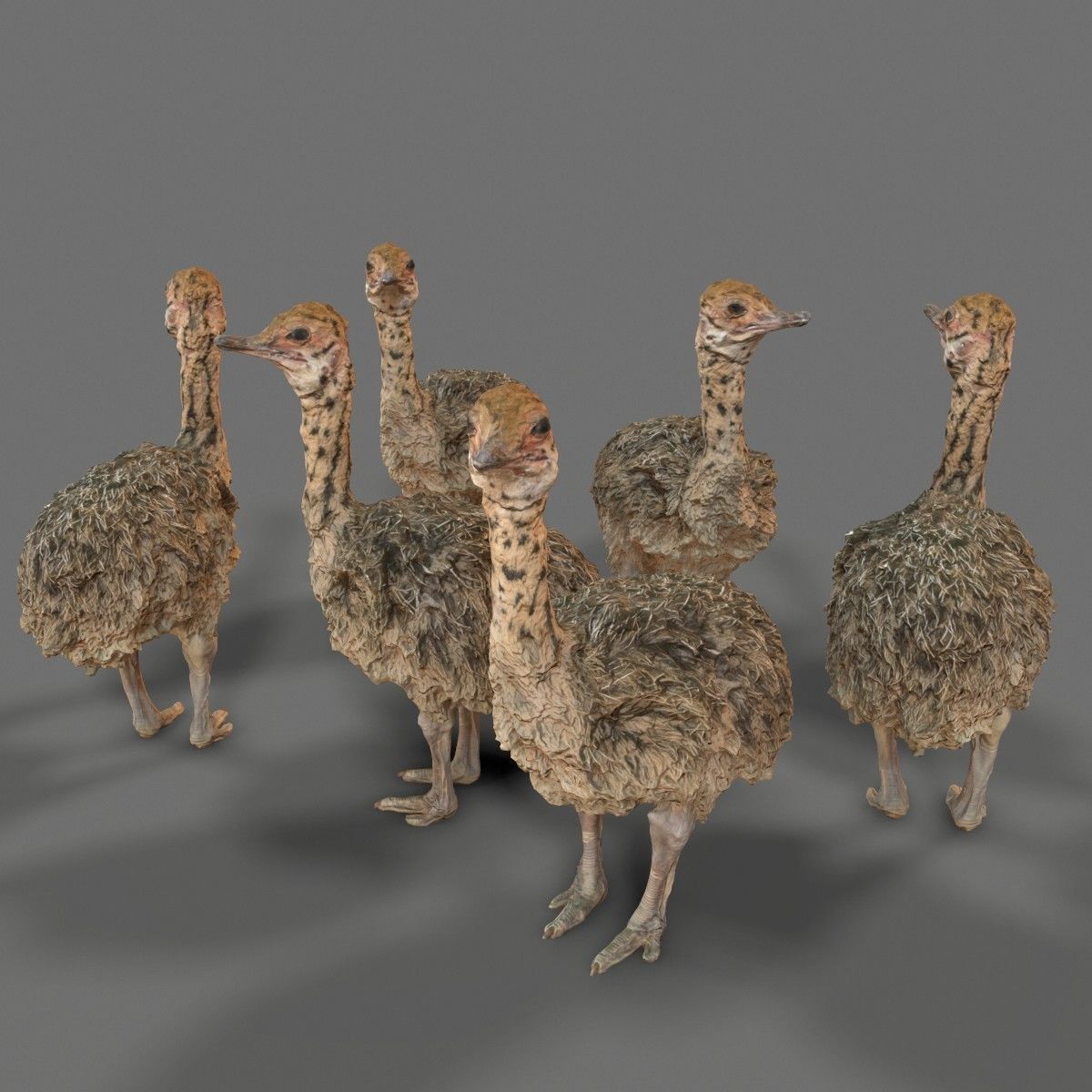 Tiny Ostrich 3D scanned Low-poly 3D model_4