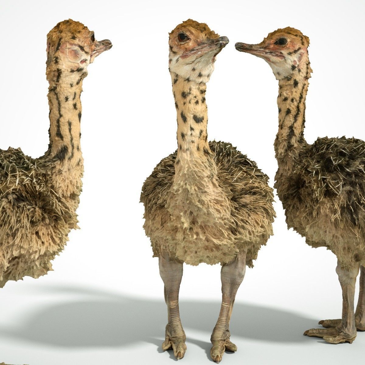 Tiny Ostrich 3D scanned Low-poly 3D model_11