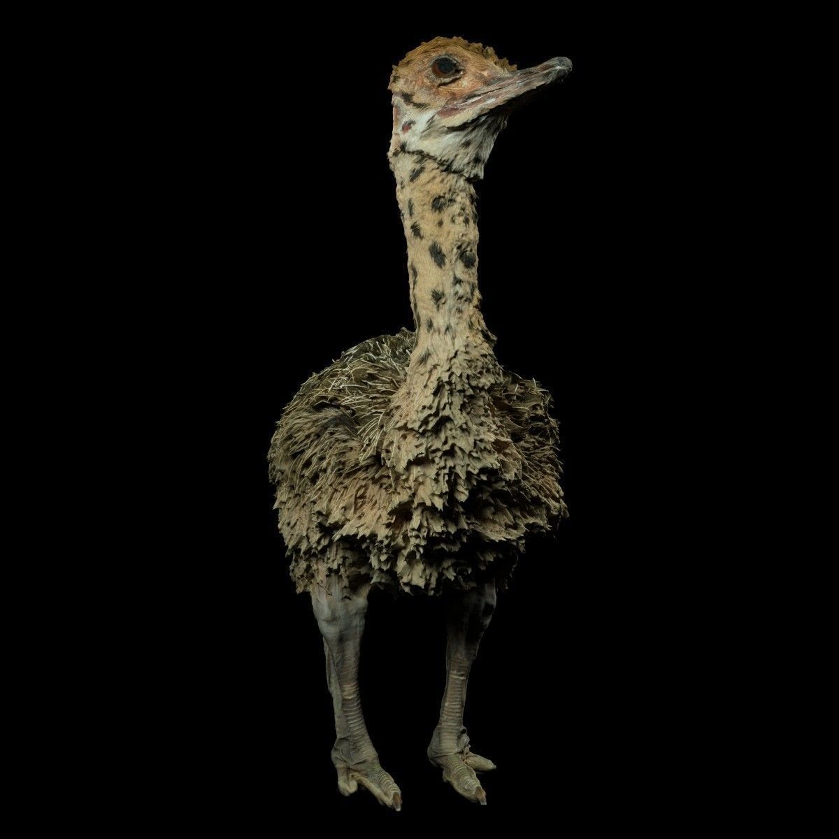 Tiny Ostrich 3D scanned Low-poly 3D model_2