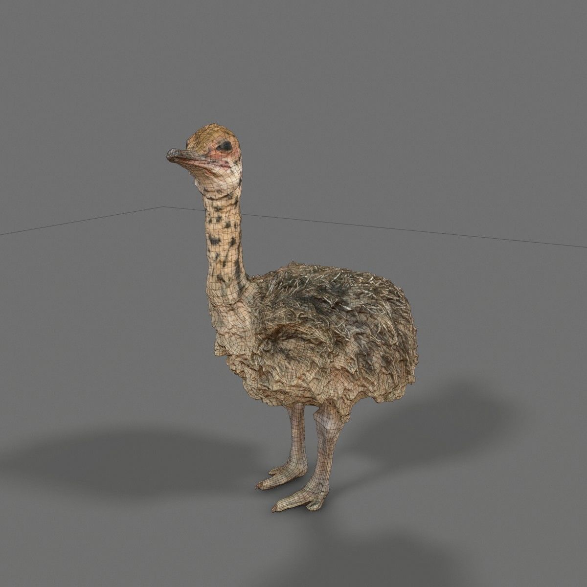 Tiny Ostrich 3D scanned Low-poly 3D model_6