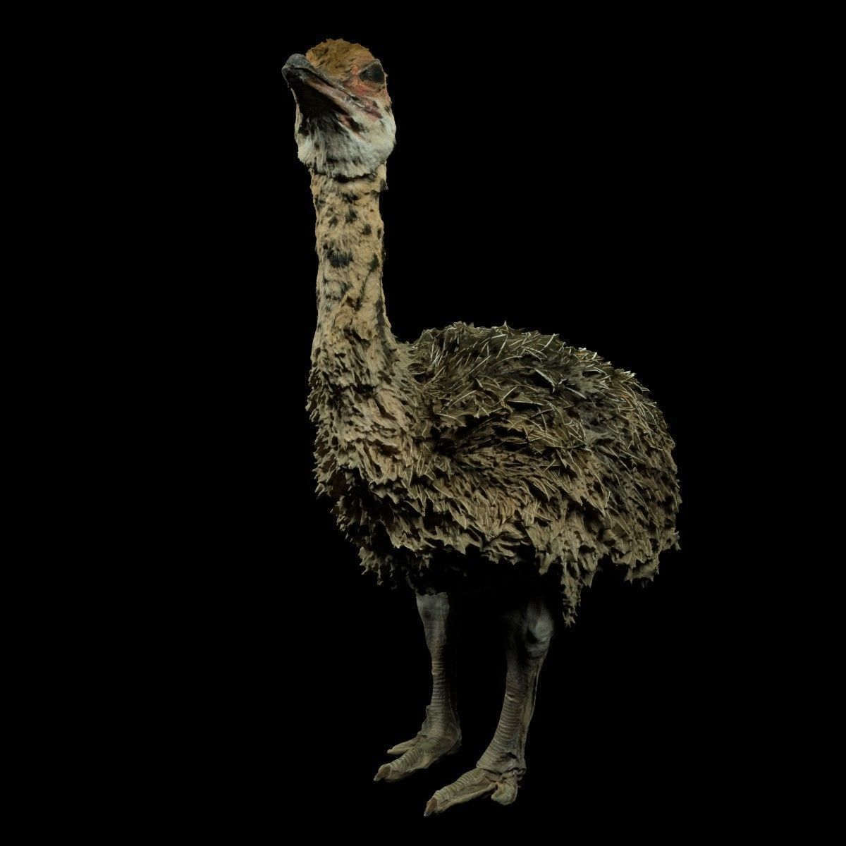 Tiny Ostrich 3D scanned Low-poly 3D model_3
