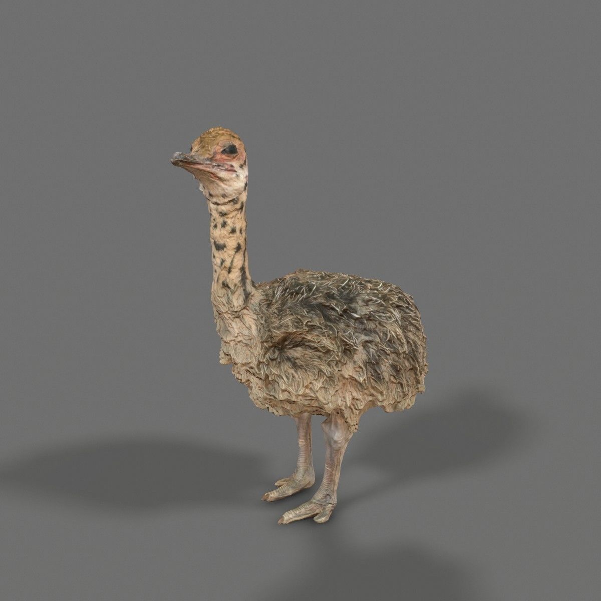 Tiny Ostrich 3D scanned Low-poly 3D model_7
