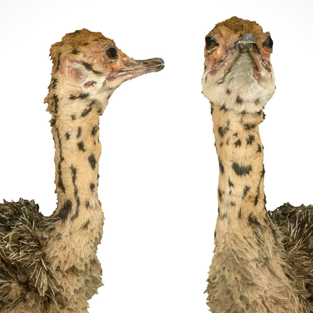Tiny Ostrich 3D scanned Low-poly 3D model_8