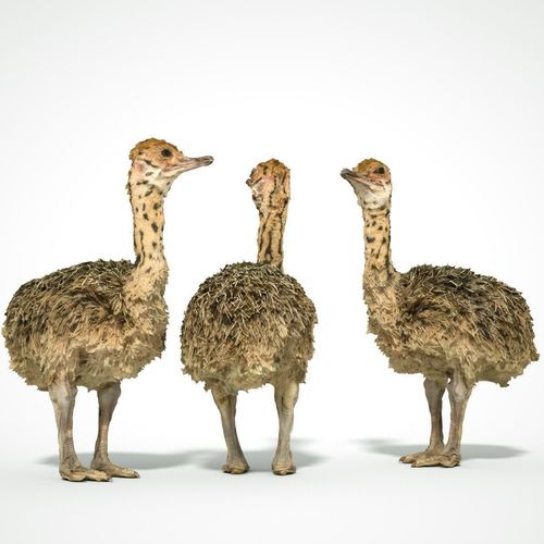 Tiny Ostrich 3D scanned Low-poly 3D model