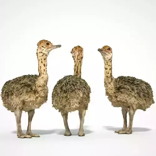 Tiny Ostrich 3D scanned