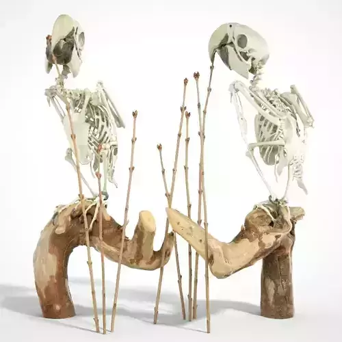Parrot Skeleton 3D scanned 3D model