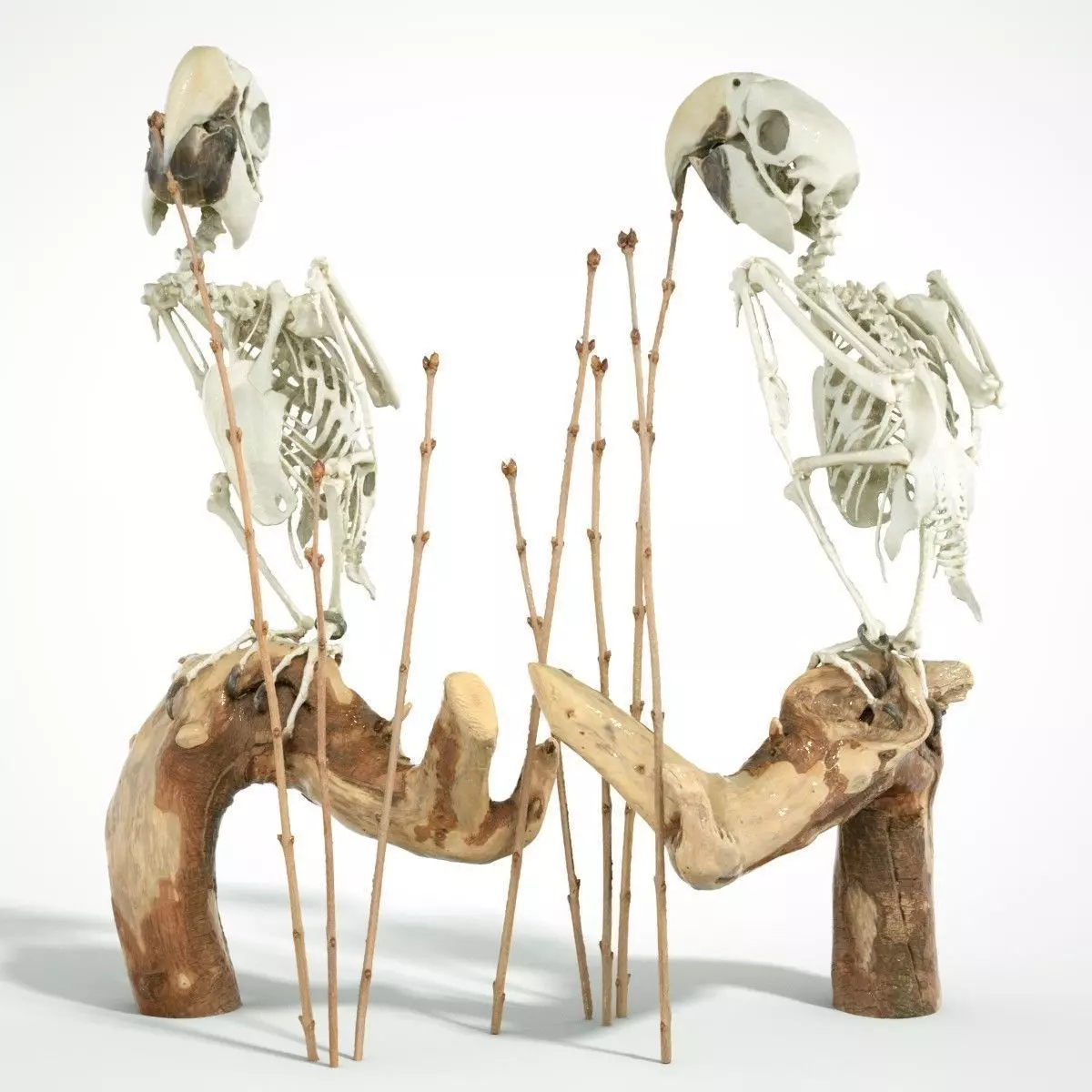 Parrot Skeleton 3D scanned 3D model