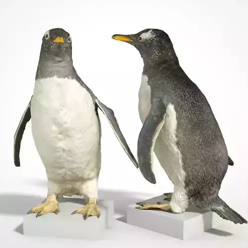 Penguin Scanned 3D Low-poly 3D model
