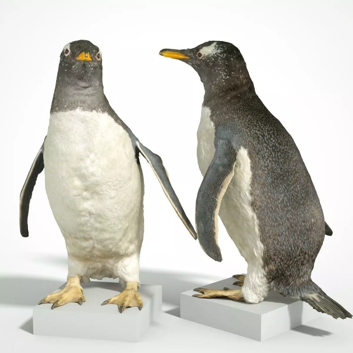 Penguin Scanned 3D Low-poly 3D model