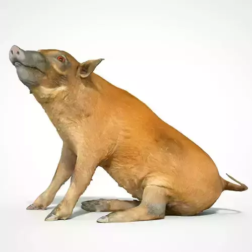 Red River Hog 3D scanned Low-poly 3D model