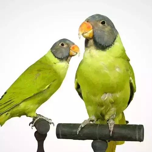Green bird 3d Scanned Low-poly 3D model