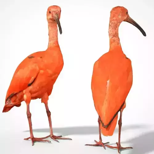 Red Ibis Low-poly 3D model