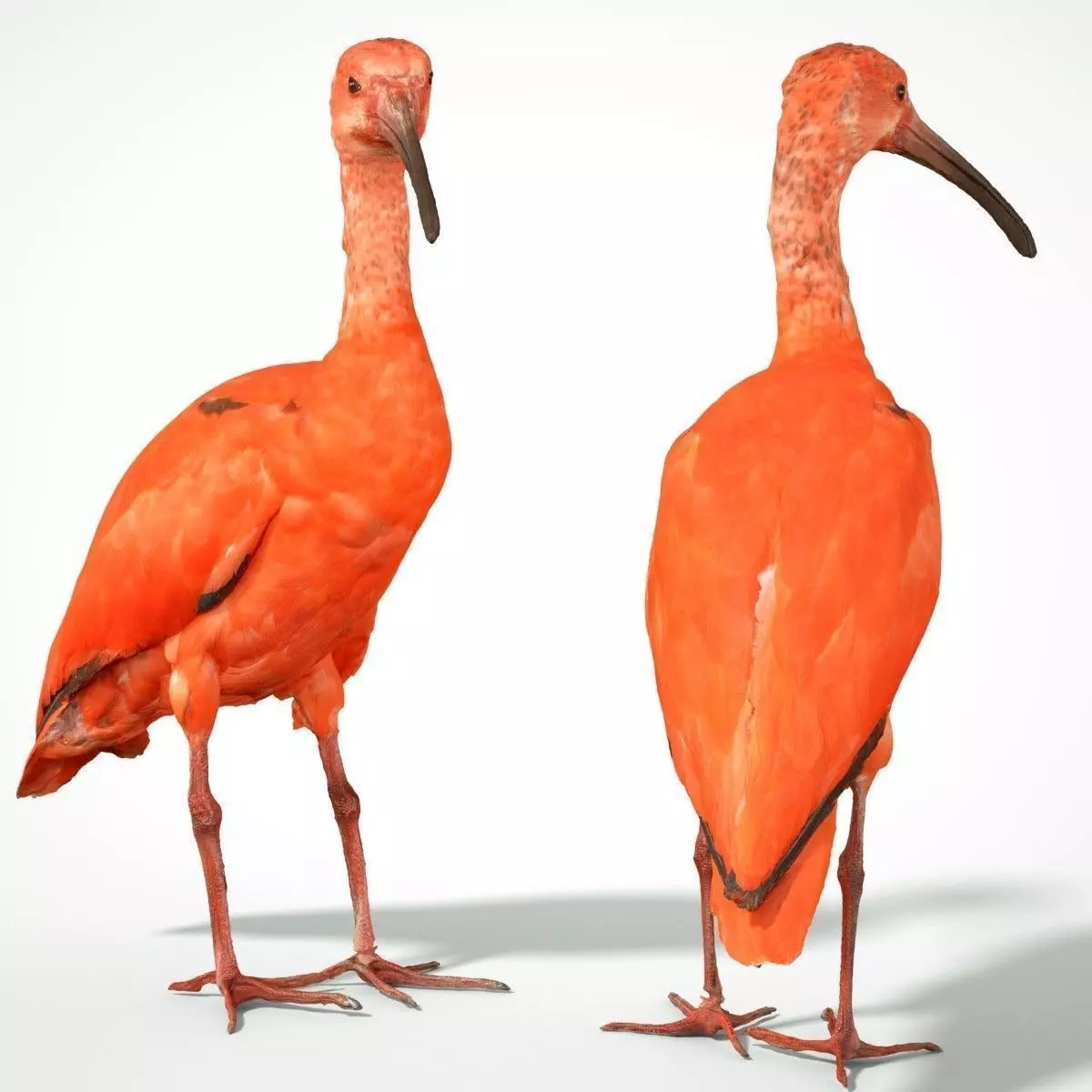 Red Ibis Low-poly 3D model