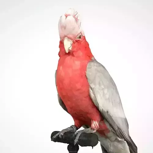 Roze Kaketoe Eolophus Roseicapilla Bird Low-poly 3D model