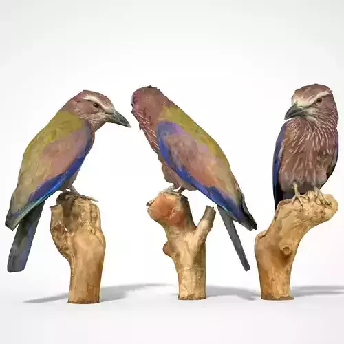 Scharrelaar Coracias Garrulus Coraciidae Bird Low-poly 3D model