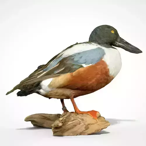 Slobeend Anas Clypeata Duck Bird Anatidae Low-poly 3D model
