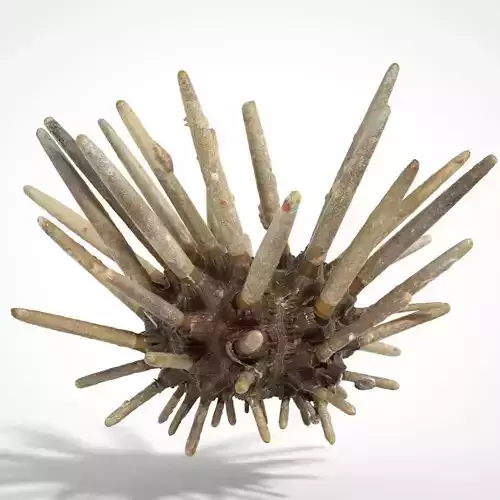 Spiky Shell Low-poly 3D model