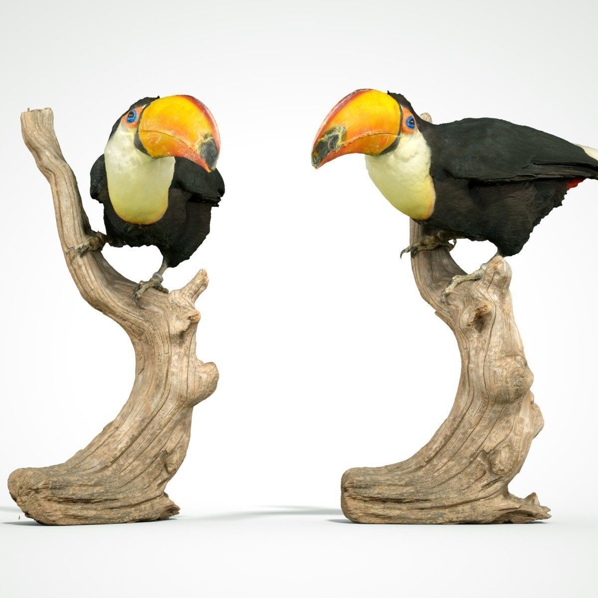 Toekan Ramphastidae Toucan Tucana Low-poly 3D model_10