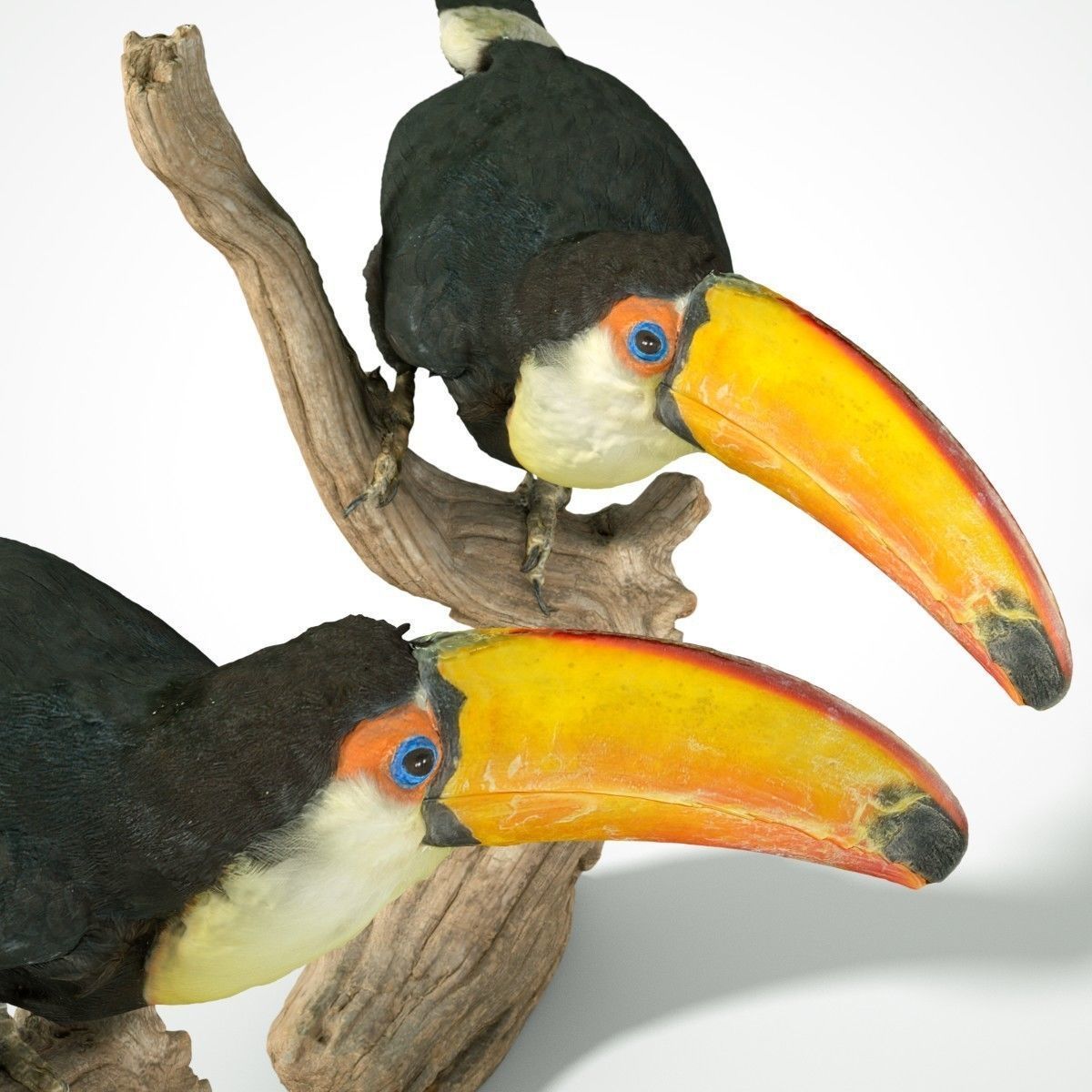 Toekan Ramphastidae Toucan Tucana Low-poly 3D model_9
