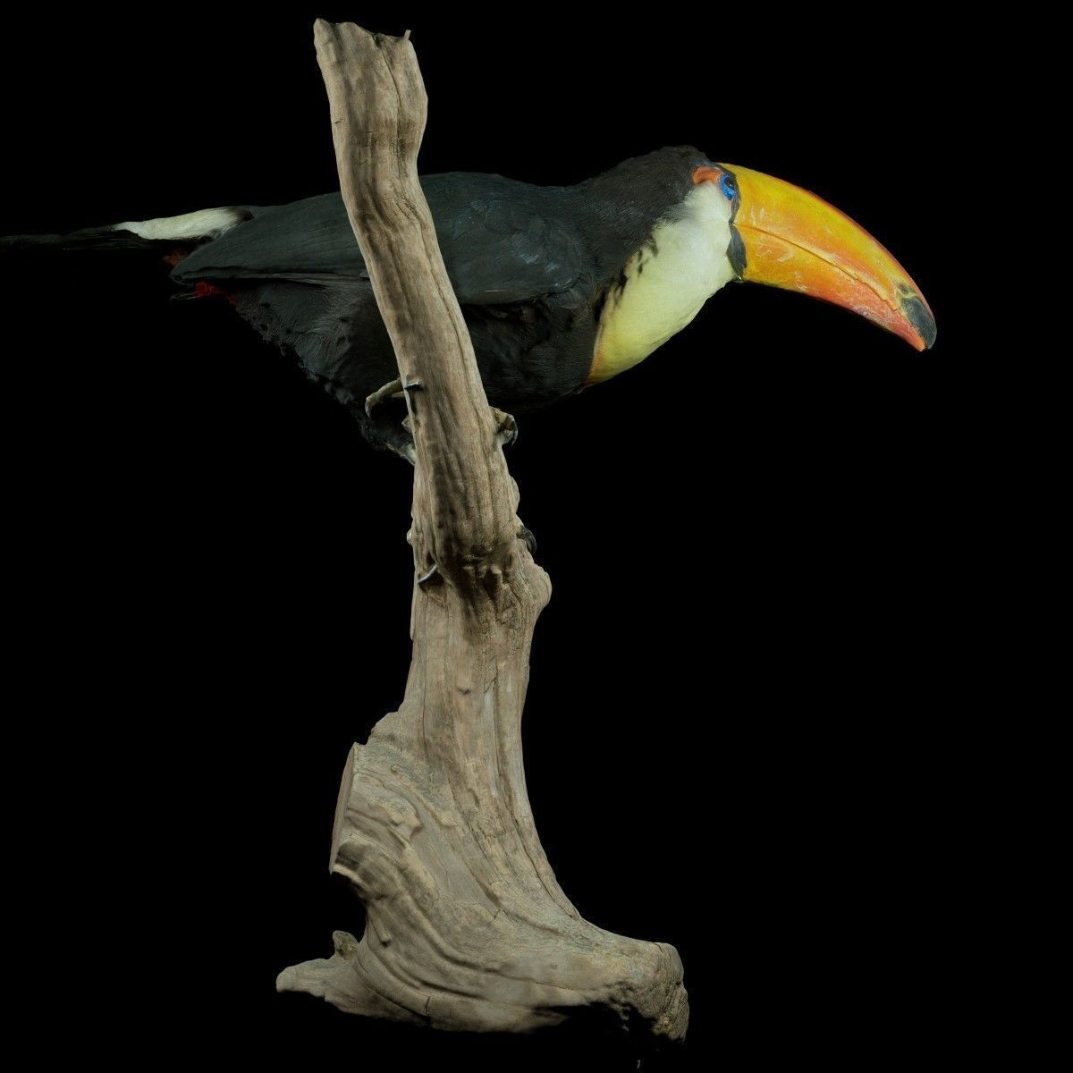 Toekan Ramphastidae Toucan Tucana Low-poly 3D model_3
