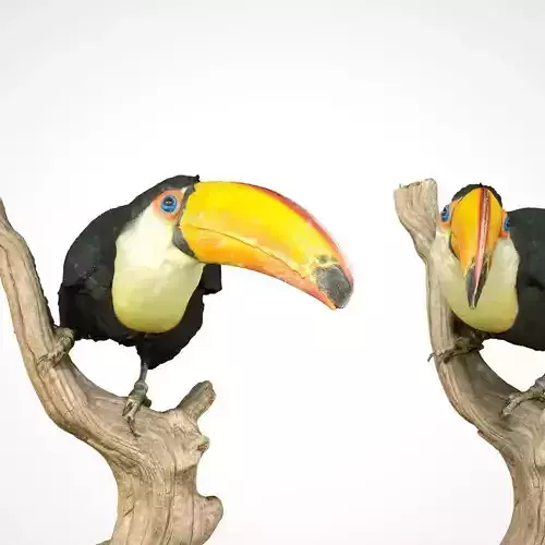 Toekan Ramphastidae Toucan Tucana Low-poly 3D model