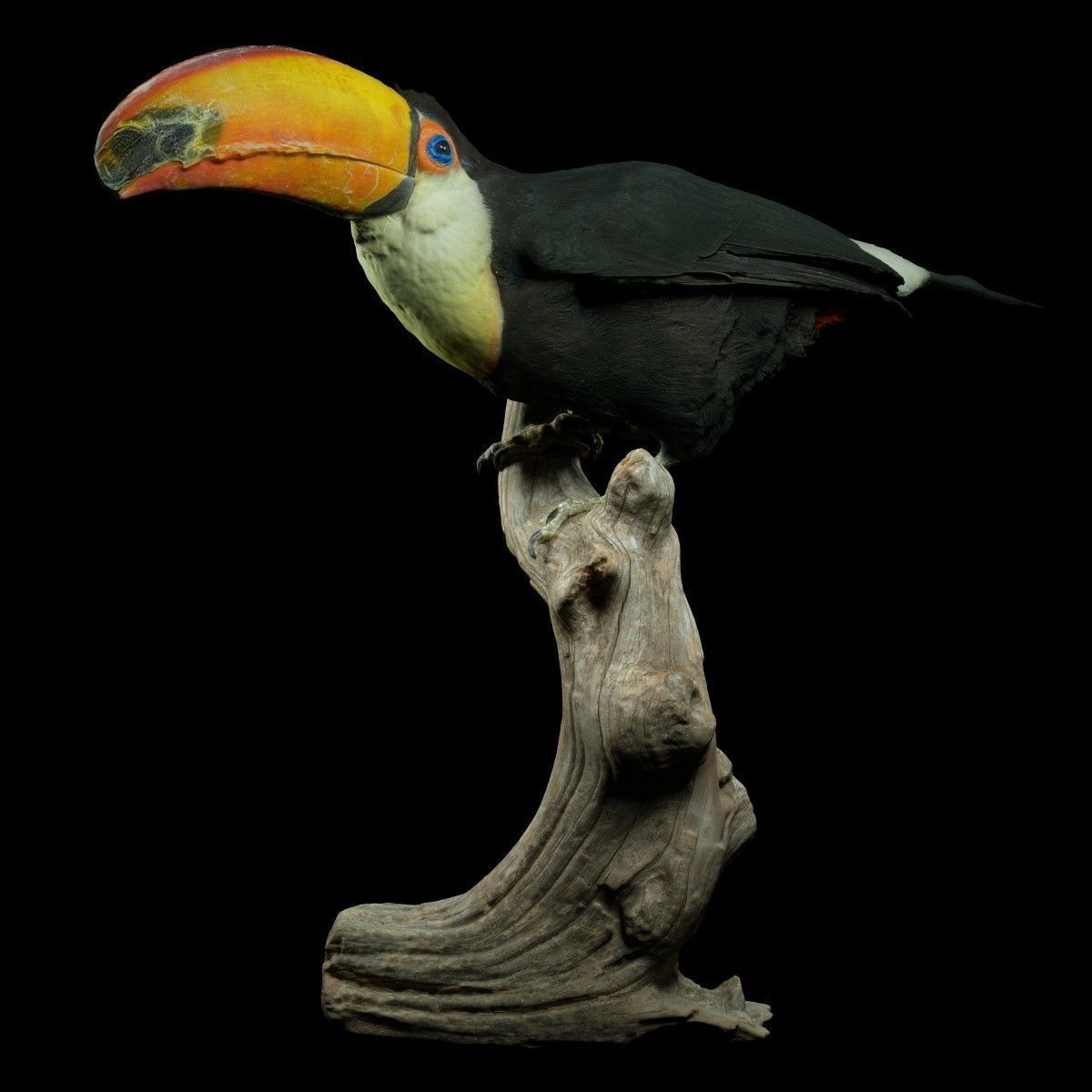 Toekan Ramphastidae Toucan Tucana Low-poly 3D model_1